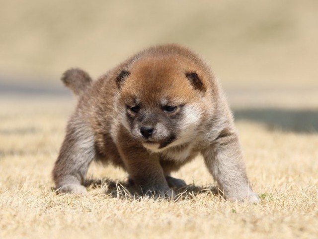 IMG_0300-koinu-puppy IMG_0300-koinu-puppy
