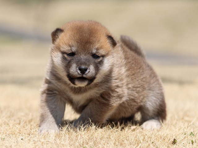 IMG_0317-koinu-puppy IMG_0317-koinu-puppy