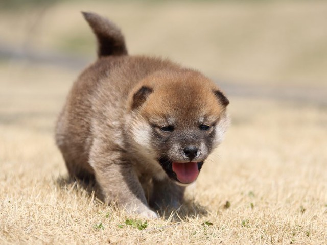 IMG_0319-koinu-puppy IMG_0319-koinu-puppy
