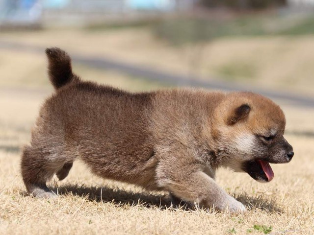 IMG_0323-koinu-puppy IMG_0323-koinu-puppy