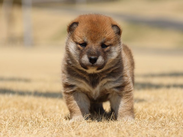 IMG_0396-koinu-puppy IMG_0396-koinu-puppy