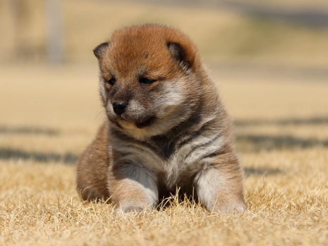 IMG_0402-koinu-puppy IMG_0402-koinu-puppy