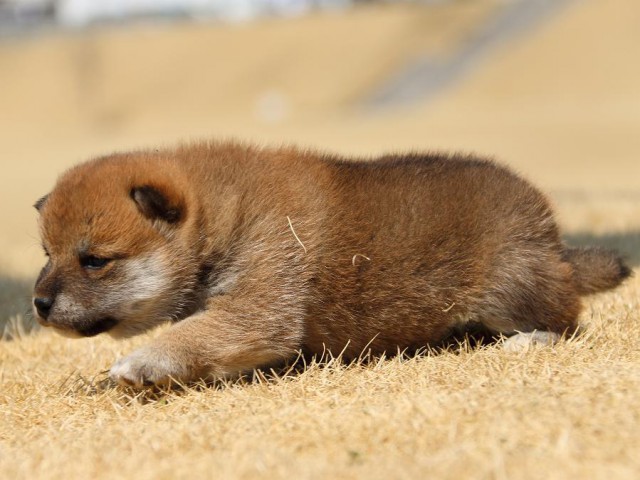 IMG_0405-koinu-puppy IMG_0405-koinu-puppy