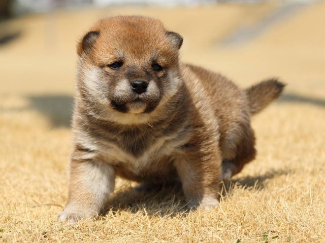 IMG_0423-koinu-puppy IMG_0423-koinu-puppy