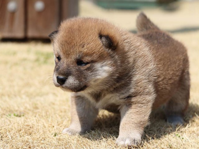 IMG_0441-koinu-puppy IMG_0441-koinu-puppy