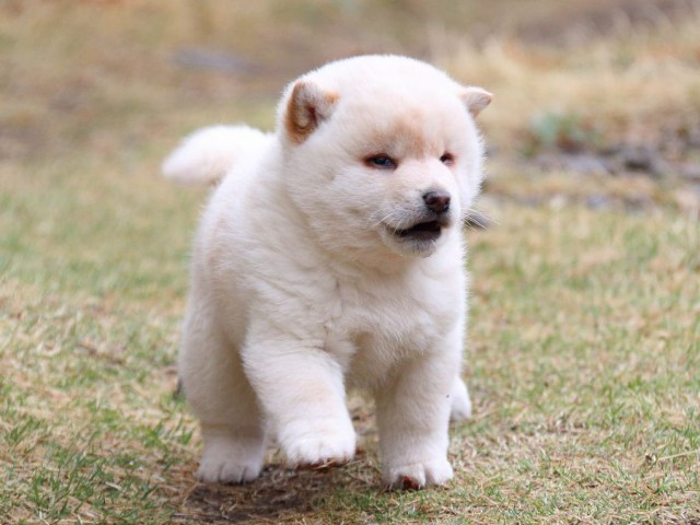IMG_0585-shiba-puppy IMG_0585-shiba-puppy