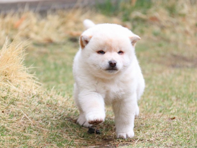 IMG_0598-shiba-puppy IMG_0598-shiba-puppy