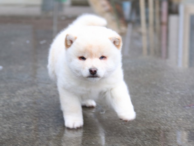IMG_0611-shiba-puppy IMG_0611-shiba-puppy