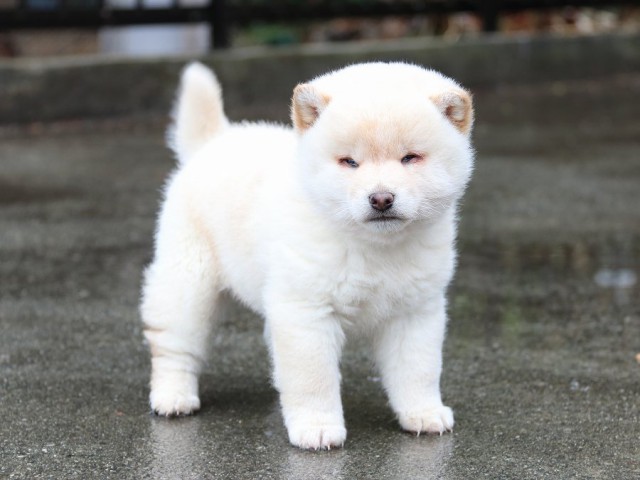 IMG_0643-shiba-puppy IMG_0643-shiba-puppy