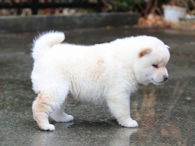 IMG_0647-shiba-puppy IMG_0647-shiba-puppy