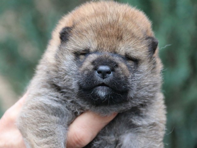 IMG_0812-shiba-puppy IMG_0812-shiba-puppy