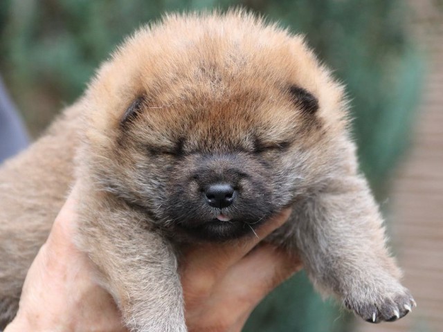 IMG_0833-shiba-puppy IMG_0833-shiba-puppy