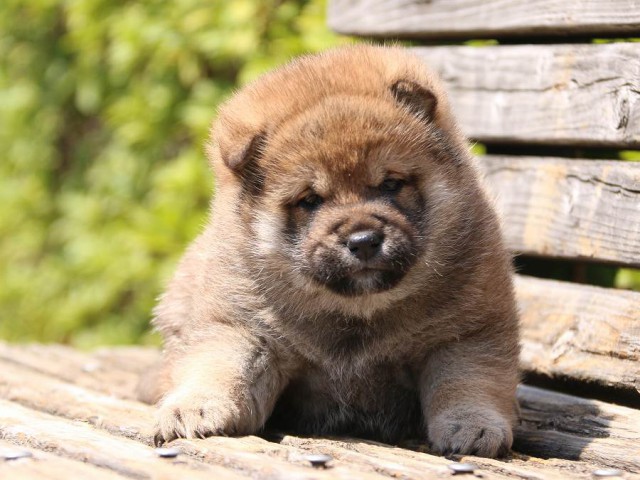 IMG_1179-shiba-puppy IMG_1179-shiba-puppy