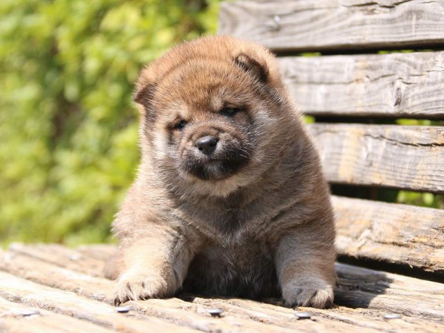 IMG_1182-shiba-puppy IMG_1182-shiba-puppy
