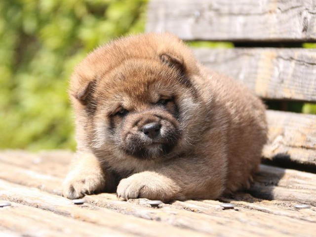 IMG_1188-shiba-puppy IMG_1188-shiba-puppy