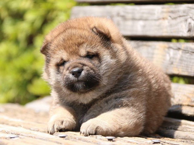 IMG_1191-shiba-puppy IMG_1191-shiba-puppy