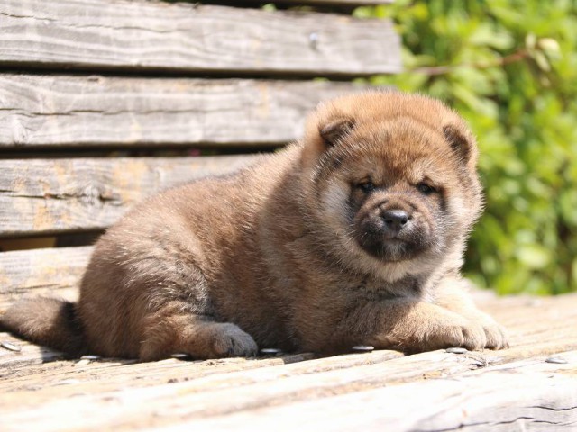 IMG_1206-shiba-puppy IMG_1206-shiba-puppy