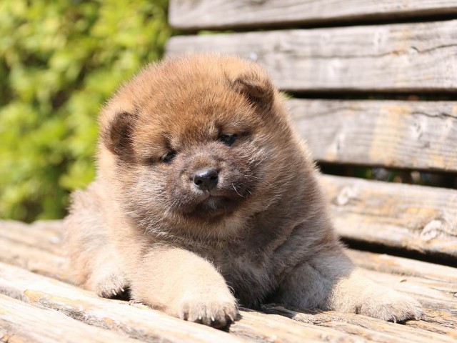 IMG_1229-shiba-puppy IMG_1229-shiba-puppy