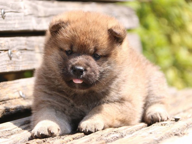 IMG_1249-shiba-puppy IMG_1249-shiba-puppy