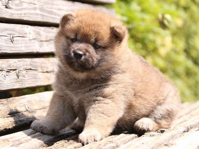 IMG_1257-shiba-puppy IMG_1257-shiba-puppy