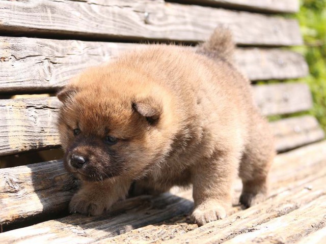 IMG_1267-shiba-puppy IMG_1267-shiba-puppy