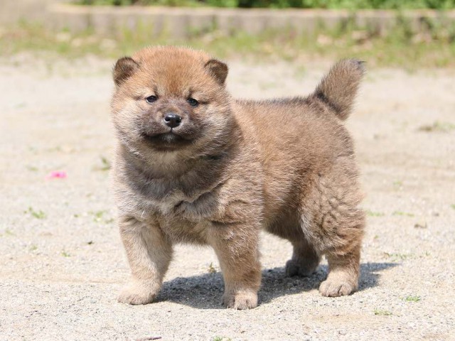 IMG_1302-shiba-puppy IMG_1302-shiba-puppy
