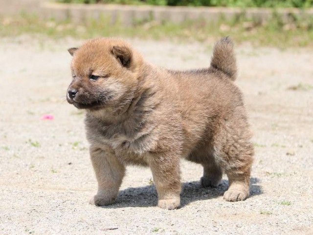 IMG_1308-shiba-puppy IMG_1308-shiba-puppy