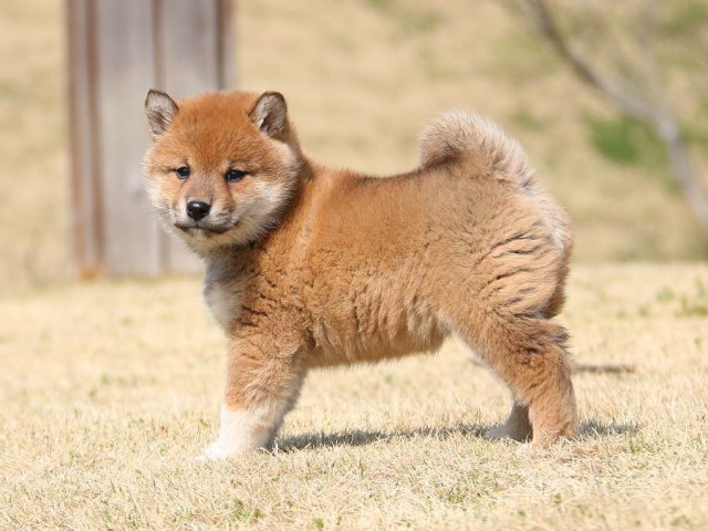 IMG_1319-shiba-shiba-puppy IMG_1319-shiba-shiba-puppy