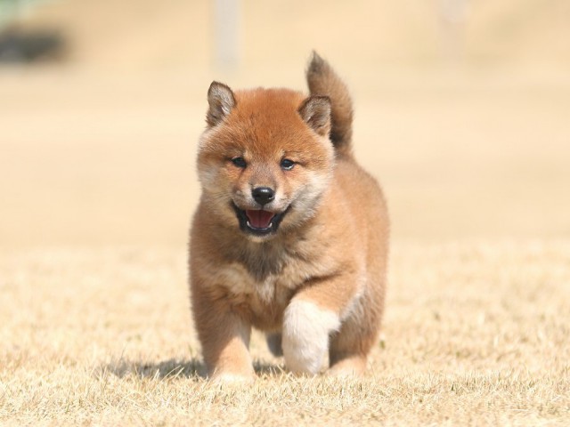 IMG_1344-shiba-shiba-puppy IMG_1344-shiba-shiba-puppy