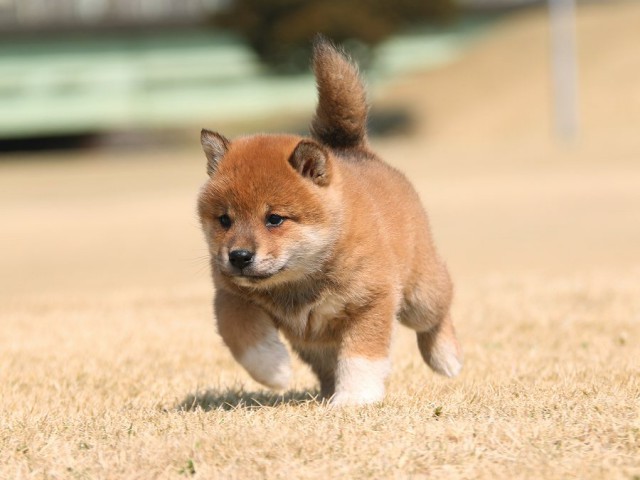 IMG_1349-shiba-shiba-puppy IMG_1349-shiba-shiba-puppy