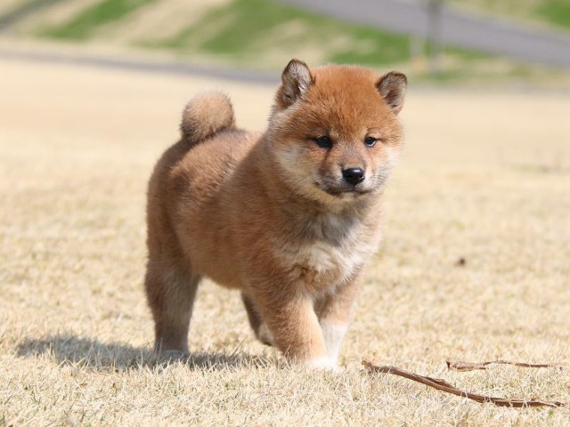 IMG_1358-shiba-shiba-puppy IMG_1358-shiba-shiba-puppy