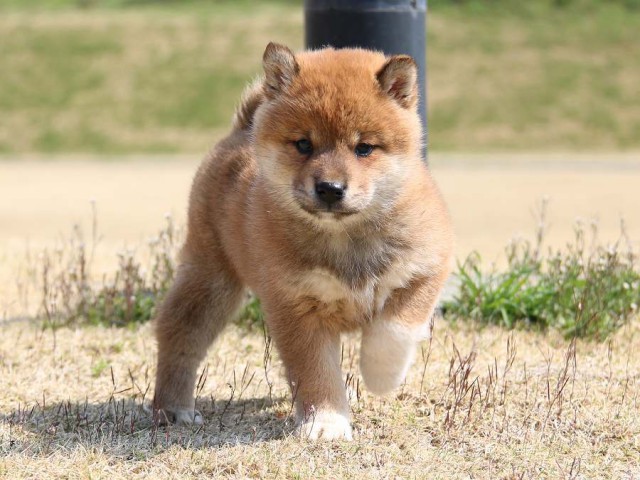 IMG_1366-shiba-shiba-puppy IMG_1366-shiba-shiba-puppy