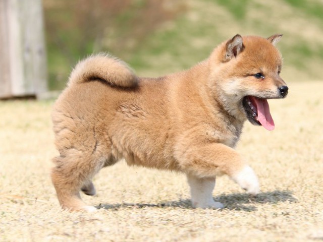 IMG_1391-shiba-shiba-puppy IMG_1391-shiba-shiba-puppy