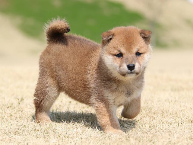 IMG_1489-shiba-puppy IMG_1489-shiba-puppy