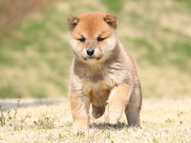 IMG_1509-shiba-puppy IMG_1509-shiba-puppy