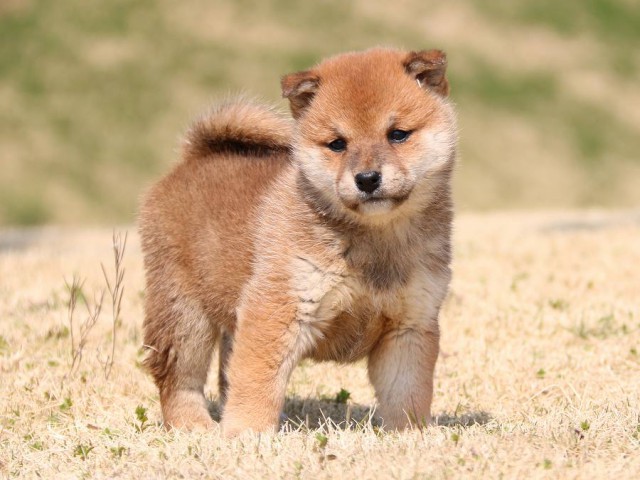 IMG_1528-shiba-puppy IMG_1528-shiba-puppy