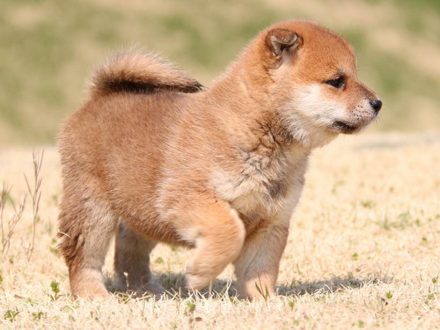 IMG_1530-shiba-puppy IMG_1530-shiba-puppy