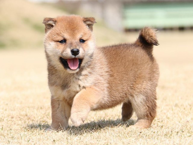 IMG_1534-shiba-puppy IMG_1534-shiba-puppy