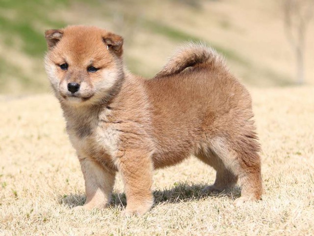 IMG_1553-shiba-puppy IMG_1553-shiba-puppy