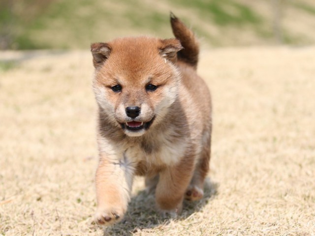 IMG_1558-shiba-puppy IMG_1558-shiba-puppy
