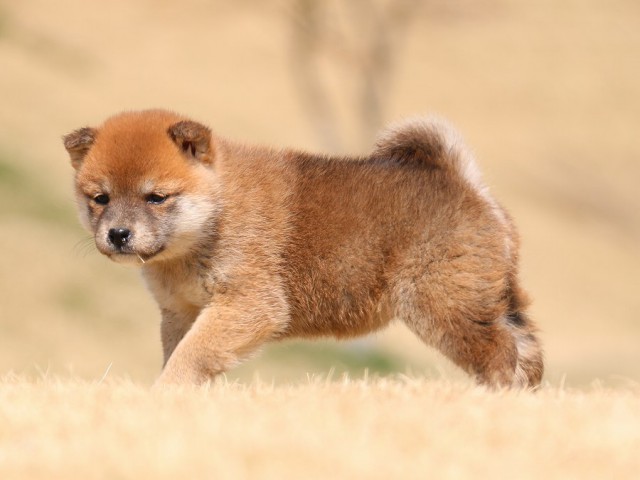 IMG_1572-shiba-puppy IMG_1572-shiba-puppy