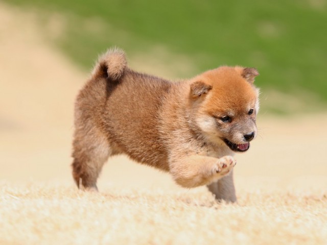 IMG_1589-shiba-puppy IMG_1589-shiba-puppy