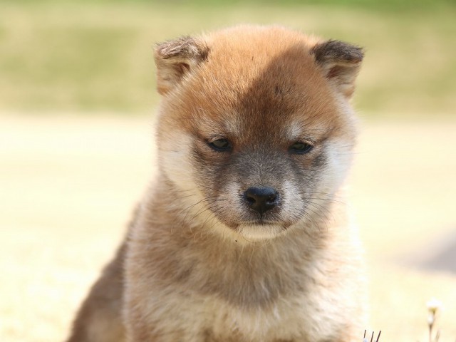 IMG_1640-shiba-shiba-puppy IMG_1640-shiba-shiba-puppy