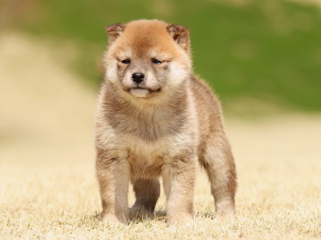 IMG_1645-shiba-shiba-puppy IMG_1645-shiba-shiba-puppy
