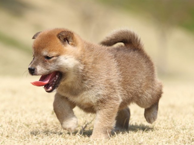 IMG_1669-shiba-shiba-puppy IMG_1669-shiba-shiba-puppy