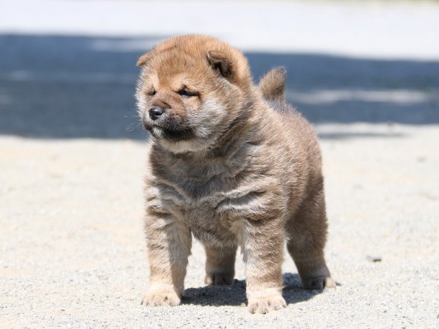 IMG_1858-shiba-puppy IMG_1858-shiba-puppy