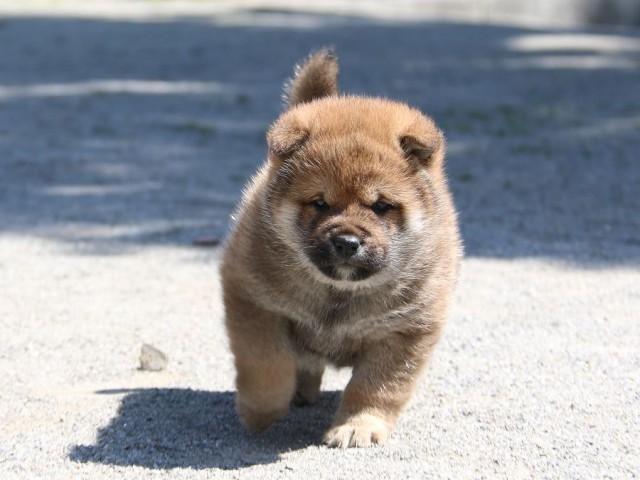 IMG_1897-shiba-puppy IMG_1897-shiba-puppy