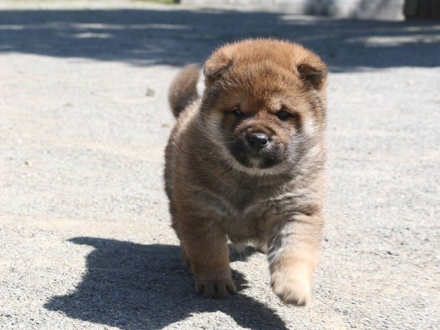 IMG_1906-shiba-puppy IMG_1906-shiba-puppy