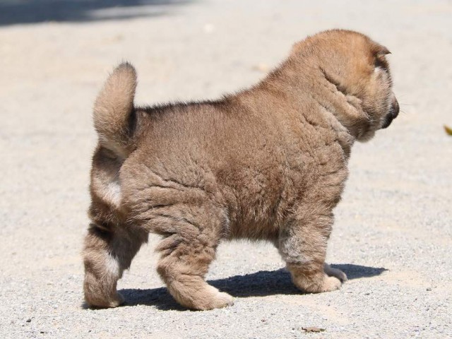 IMG_1920-shiba-puppy IMG_1920-shiba-puppy
