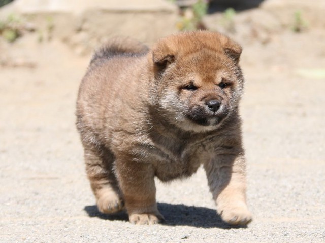 IMG_1932-shiba-puppy IMG_1932-shiba-puppy